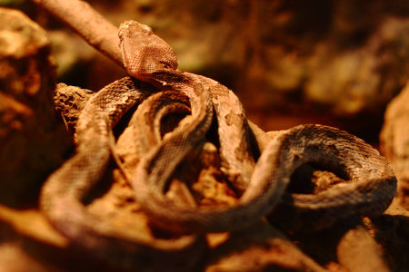 Closeup of a snake