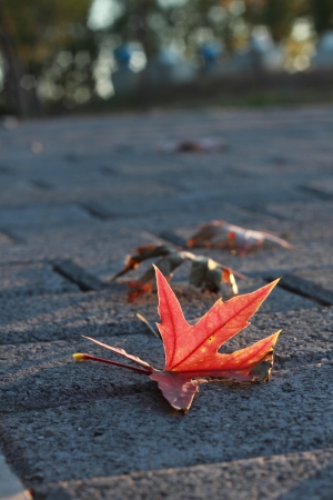 leafの写真素材