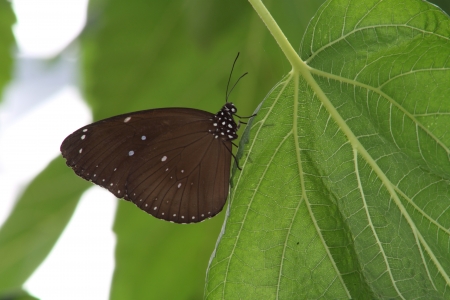 Butterflyの写真素材