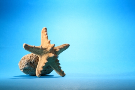 starfishの写真素材