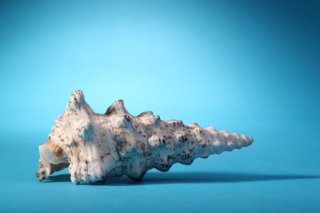 conch