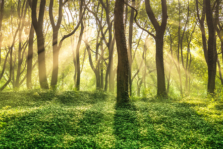 Morning sun rays scenery at forest.の写真素材