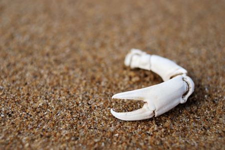 Single crab claw on wet sand beachの写真素材