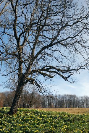 Lonely foreground tree on daffodils field in springの写真素材