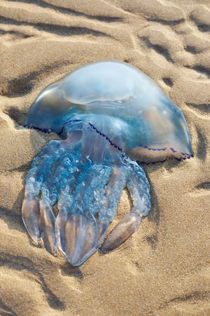 A full and large jellyfish sits on the beachの写真素材