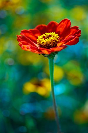 Red daisy in multi colored field of flowersの写真素材