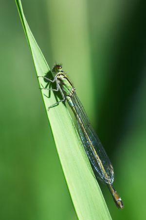 Close up of a green damselfly resting on a leaf.の写真素材