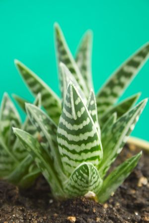 Green aloe in a pot on a green backgroundの写真素材