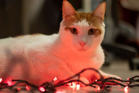 Red white cat and a garland on the floorの写真素材