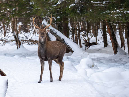 One spotted deer in the Moscow Nature Reserve in winterの写真素材