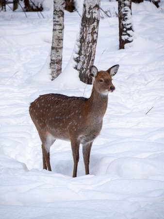 One spotted deer in the Moscow Nature Reserve in winterの写真素材