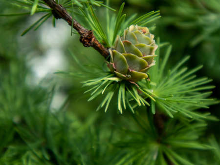 Young green cones with dew in the forest closeup