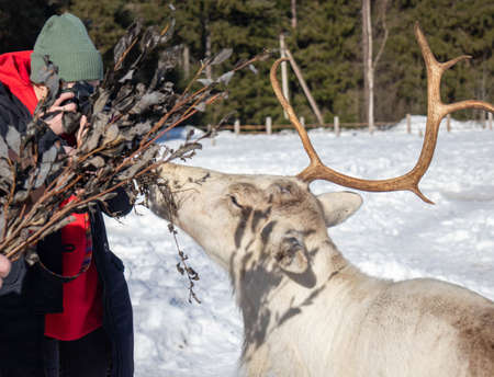 A man feeds a reindeer with reindeer moss on a deer farm.の写真素材