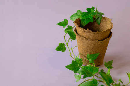 Peat pots and green leaves on the light pink backgroundの写真素材