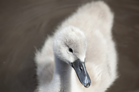 Swan cygnet up closeの写真素材