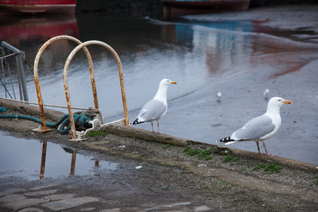 Seagulls on the harbor, Scotlandの写真素材