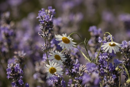 Lavender and field flowersの写真素材