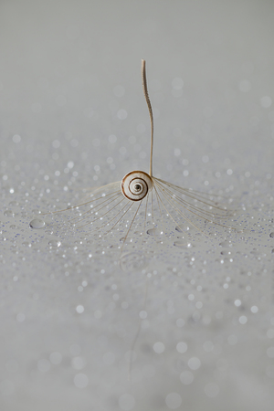 Abstract macro photo with water drops. Dandelion seed.Artistic Background for desktop.の写真素材