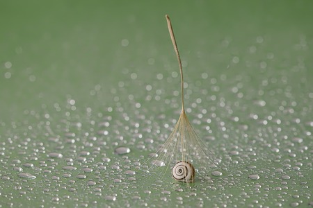 Abstract macro photo with water drops. Dandelion seed.Artistic Background for desktop.