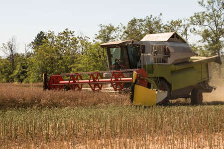 Harvest a rich rapeseed harvest in the summer of the field. The seeds are mainly used to extract rapeseed oil.のeditorial素材
