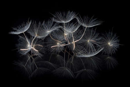 Dandelion flower and seeds close-up on a black background in the studioの写真素材