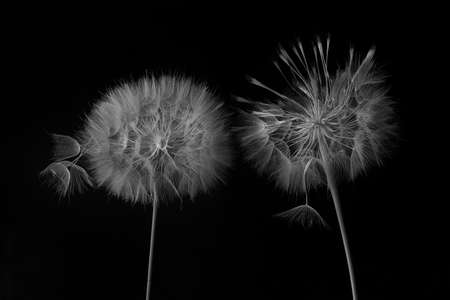 Dandelion flower and seeds close-up on a black background in the studioの写真素材