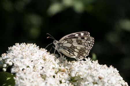 Melanargia galathea chess butterfly in its natural habitat collects nectar from a white flowerの写真素材