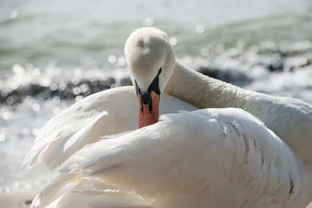 Beautiful swan on the beach early in the morningの写真素材