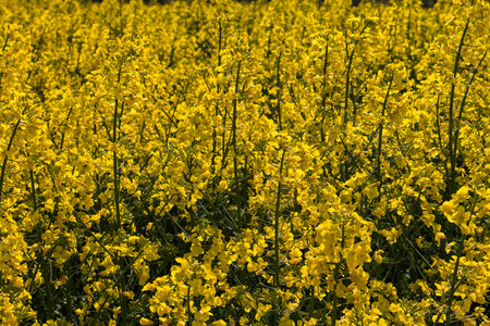 yellow canola in the field in early spring