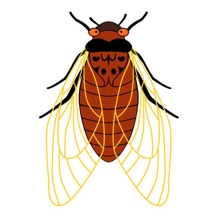 Periodical cicadas of Brood X. Cartoon illustration of an insect with wings and tentacles. Cicada - flat illustration, top view, isolated on white background. 17 year old cicadasのイラスト素材