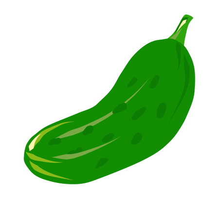 green cucumber illustration. Vector drawing in large strokes. Cucumber - icon, symbol, menu element, simple kitchen decoration design. Vegetable, food, isolated on white backgroundのイラスト素材