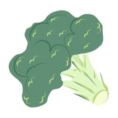 Broccoli in cartoon style. Green cabbage brocolli. Useful vegetable, design element. Vector illustration isolated on white background. Icon, food symbol. Hand drawn brocoli on stalkのイラスト素材