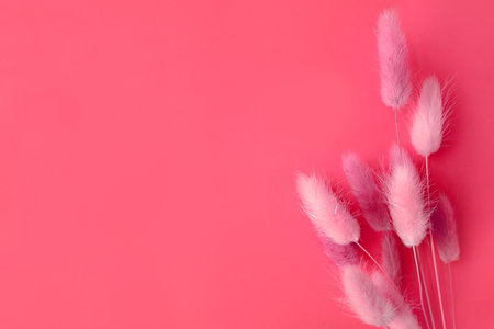 Spring flower. Nice lagurus on pink background.の写真素材