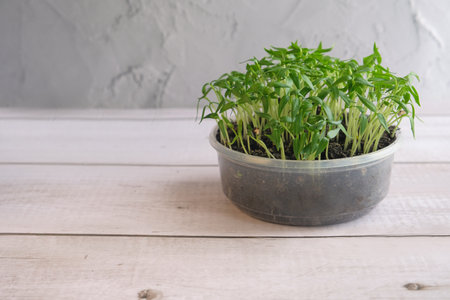 Fresh microgreens sprouts and seeds on white wooden background. Copy spaceの写真素材