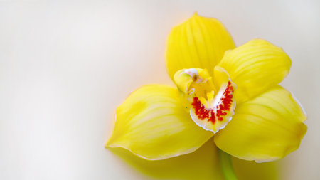 natural fresh orhid  on white backgroundの写真素材