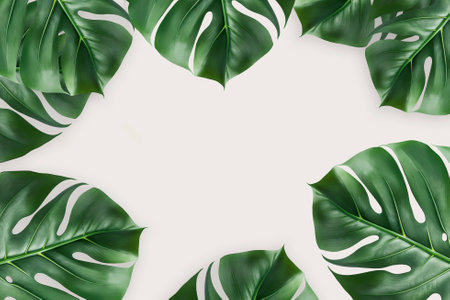 Tropical natural leaves Monstera on isolate background. Summer , flat lay, top viewの写真素材