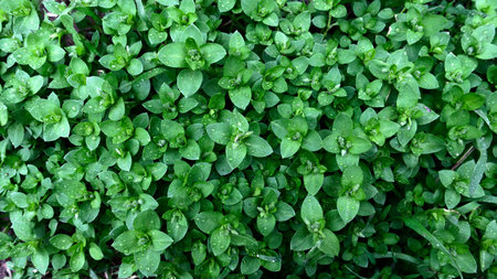 green leaves texture. Natural background and wallpaperの写真素材