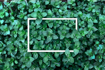 Green leaves texture with white frame. Natural background and wallpaper. Creative layoutの写真素材