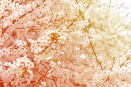 sunny blossom cherry texture. Spring natural backgroundの写真素材