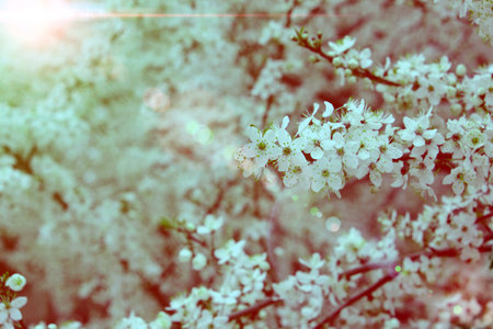 sunny blossom cherry texture. Spring natural backgroundの写真素材