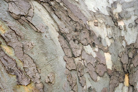 Old wood tree bark texture background. Natural patternの写真素材