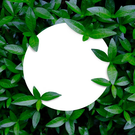 Green leaves texture with white round template podium mockup. Natural background and wallpaperの写真素材