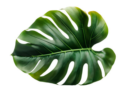 Tropical natural leaf Monstera on isolate background. Summer , flat lay, top viewの写真素材