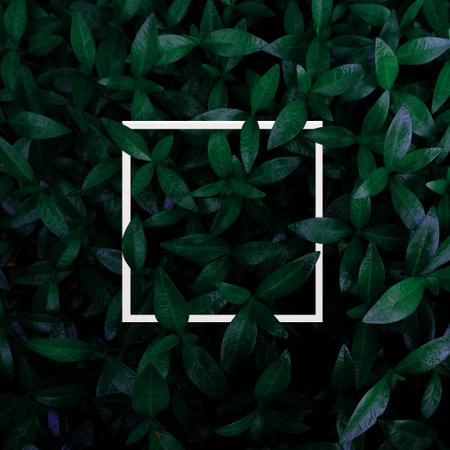 Green leaves texture with white square frame. Natural background and wallpaper. Creative layout