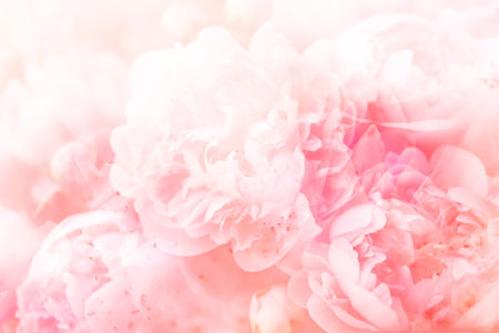 Blur abstract bouquet of soft pink peony background.の写真素材