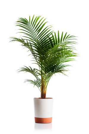 Decorative Areca Palm tree in flower potの素材