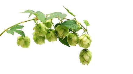Fresh green hops branch, isolated on a white background.