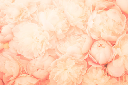 Peony flowers in trendy color of the year peach fuzzの素材