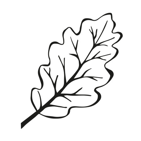 Hand drawn black Sketch Oak Leaves on white background. Doodle Botanical Vintage illustration in line art style. Autumn Elements for Thanksgiving, invitation cards, social media.のイラスト素材