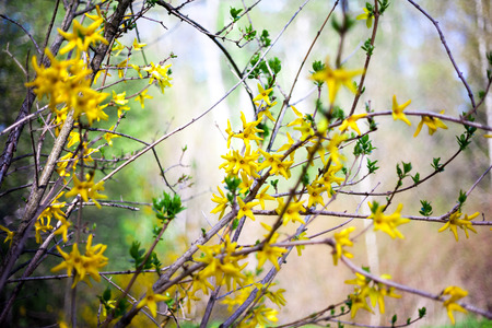 Forsythia branchesの写真素材